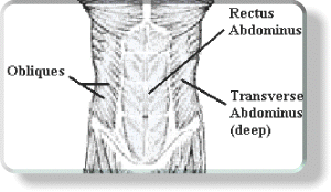 Anatomy of the Abdominals