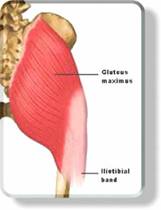 The Anatomy of the Glute Muscles